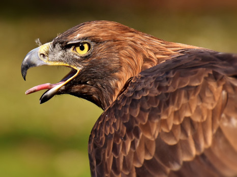 animation primaires 11