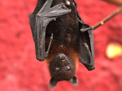 animation primaires 7