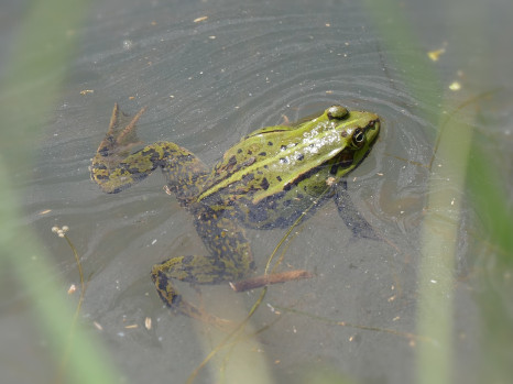 animation maternelles 4