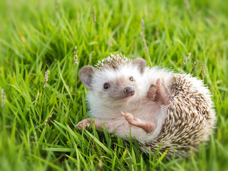 animation maternelles 1