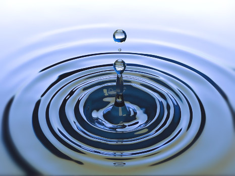 animation primaires 2