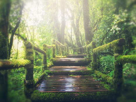 animation primaires 5